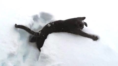 A black adult cat with white markings on its face and paws stands outdoors in winter, surrounded by a snowy landscape under natural daylight.