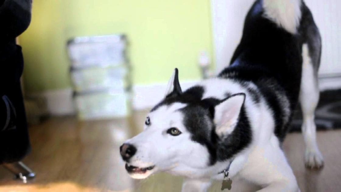 A husky with black and white fur indoors, possibly a living room setting with natural light.