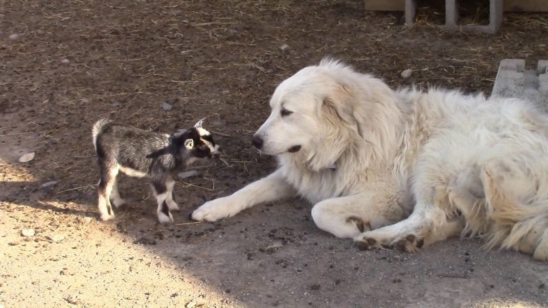 A large white Great Pyrenees dog interacting with a small black-and-white kid goat on a dirt farm setting during late afternoon light.
