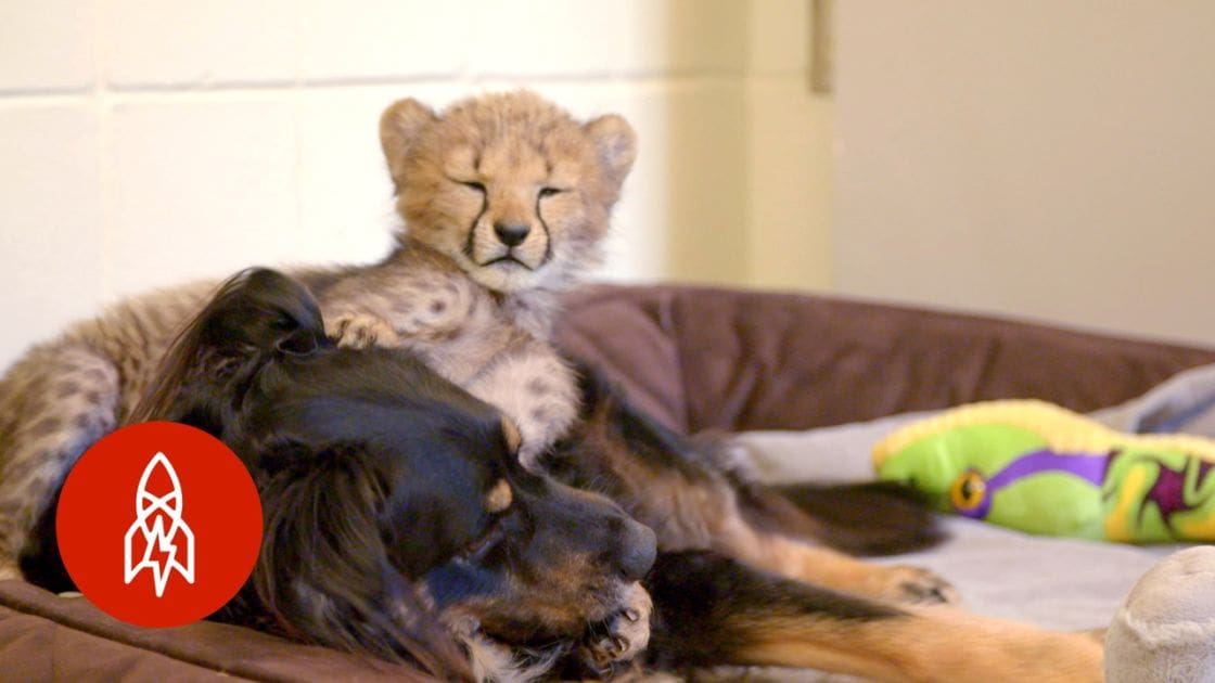 A cheetah cub with light brown fur and black spots, alongside a relaxed dog lying on its back, both indoors.