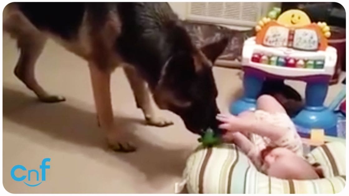A German Shepherd dog interacting with an infant under artificial evening lighting in a home setting with a colorful baby activity center and carpeted flooring.