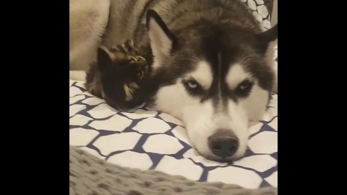 A husky with distinctive markings lying on a patterned blanket indoors, possibly in a bedroom or living area.