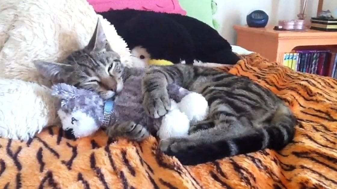 A tabby cat with gray and black stripes rests on a tiger-patterned blanket in a bedroom setting.