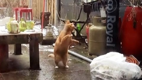 An orange tabby cat with white markings stands on hind legs in an outdoor workshop setting, with a red Royal sign partially visible in the background. Various items like bottles and gas cylinders are scattered around.
