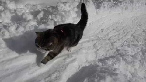 A tabby adult cat with brown and black fur patterns outdoors in winter, illuminated by natural daylight.