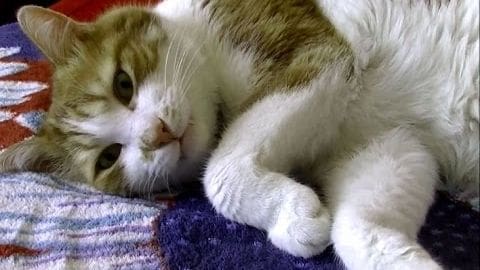 An adult cat with a coat of white fur mixed with brown patches on its head and back, sitting indoors near blue-striped fabric in the foreground.