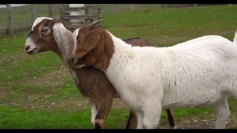 Two goats with white and brown, predominantly white fur stand on a grassy field bordered by wooden fencing under an overcast sky.
