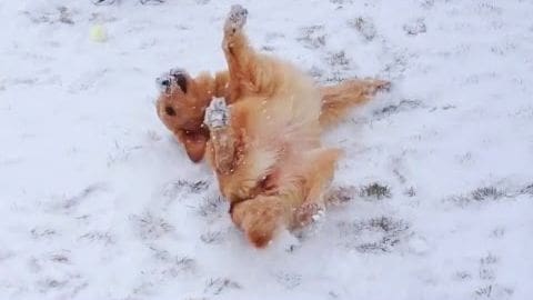 A golden retriever puppy playing in the snow on a snowy winter day with light brown fur and playful energy, surrounded by indistinct footprints.