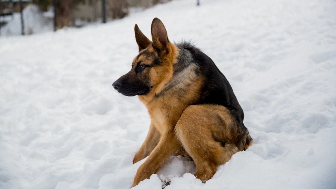 A German Shepherd dog in a snowy outdoor setting on what appears to be an overcast winter day.