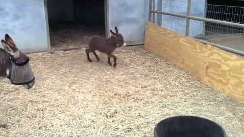 Two dark-coated donkeys in an enclosed farm setting with straw on the ground and controlled lighting, suggesting indoor or semi-indoor winter or early spring conditions.