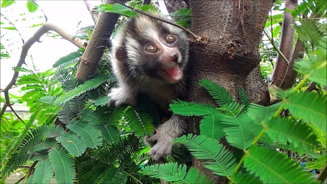 A baby monkey with distinctive markings around its eyes and face stands outdoors amidst green foliage in a lush natural environment.