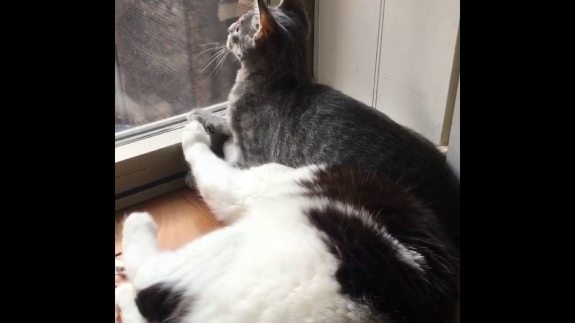 Two adult cats, one with white fur and black markings, the other gray and white, near a window in a home setting.