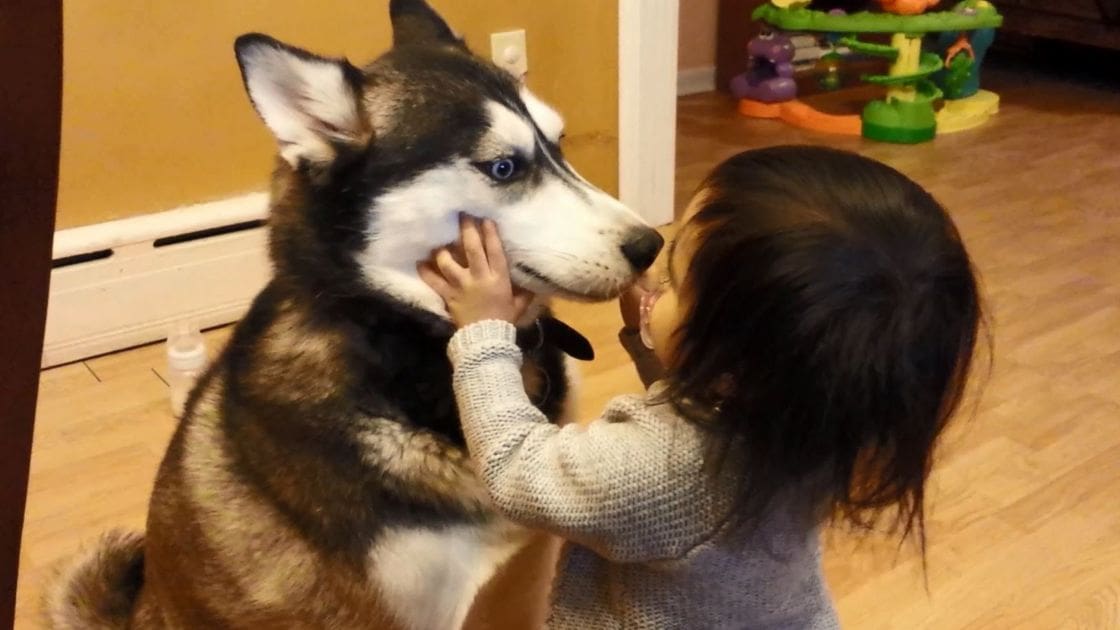 A toddler girl in a light gray sweater interacts with an adult Husky dog inside a home with colorful children's play gym and toys visible.
