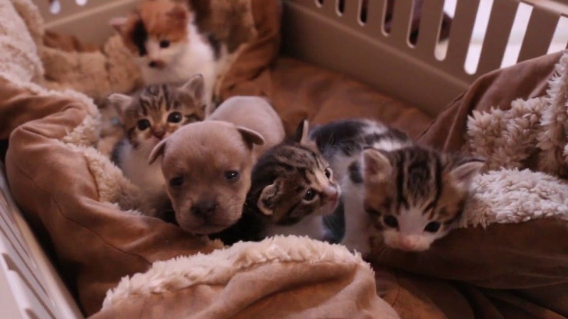 A group of tabby kittens and a puppy in a crib indoors, with natural light suggesting daytime or early evening.