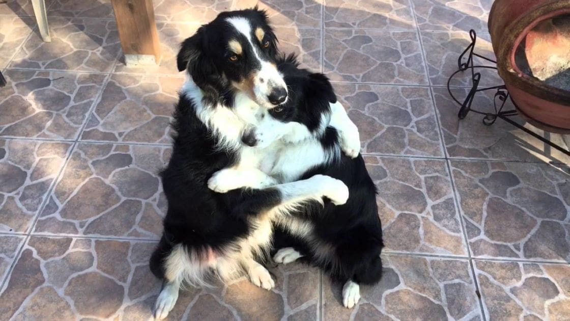An Australian Shepherd with distinct markings on a patio during spring or summer