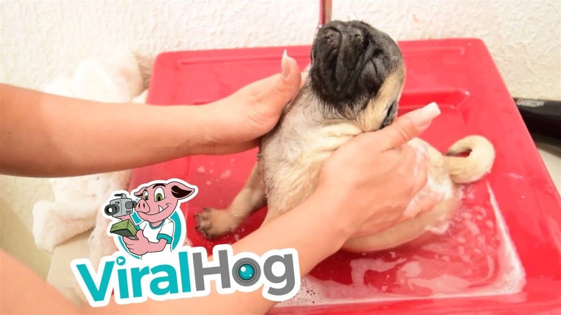 An adult female bathing her tan and black pug in a red tub indoors under bright daytime lighting