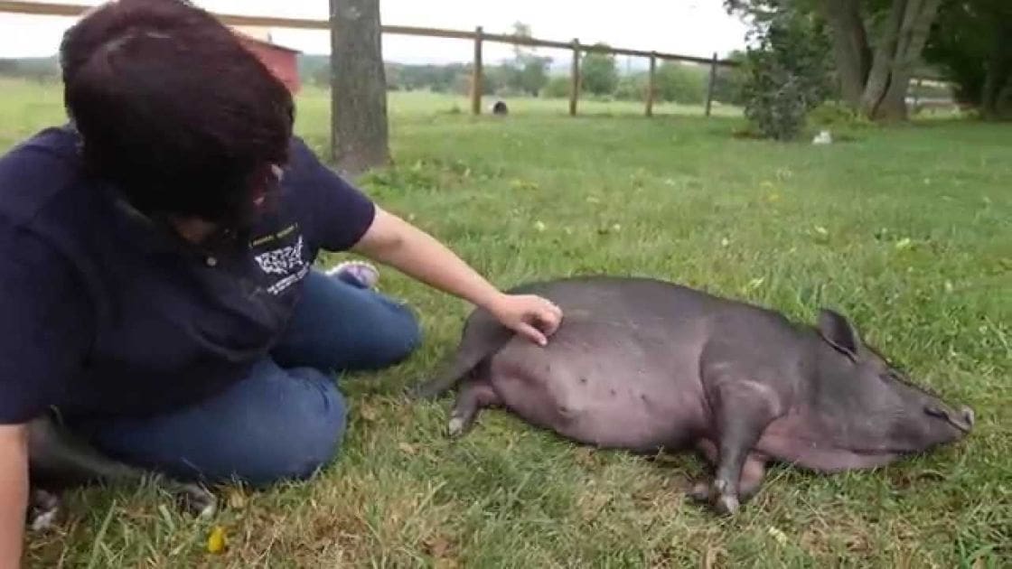 A young adult male interacts with a small, dark gray pig lying on a grassy field in what seems to be a farm or rural area during late spring or summer.