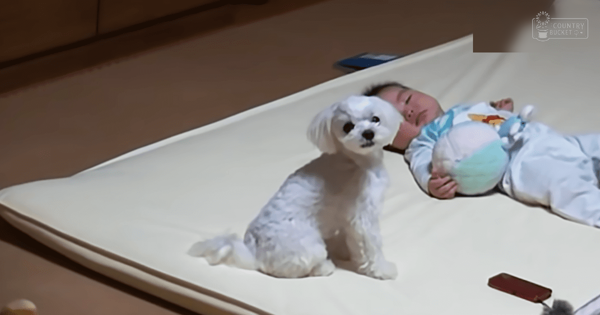 A puppy, possibly a Maltese dog, rests next to an infant in light blue with a patterned onesie on a changing table indoors.
