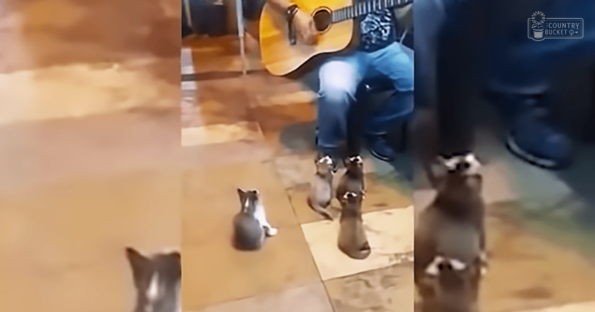 Adult male playing guitar with tabby cats in a cozy indoor setting, blue shirt, wooden floor, warm lighting.
