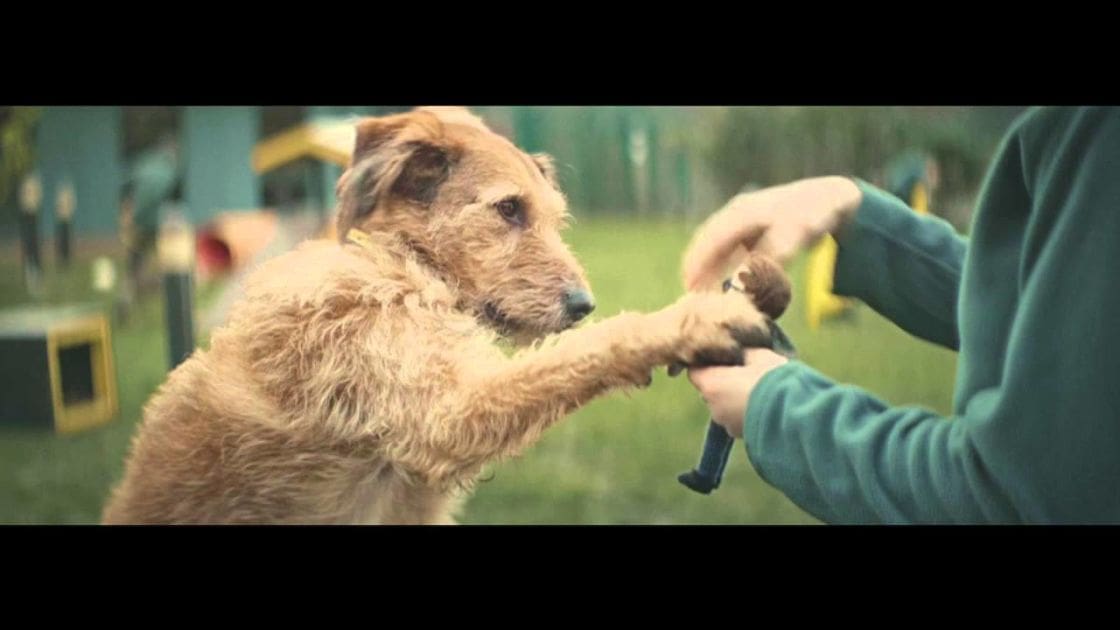 An adult female wearing a dark green sweater interacts with an Irish Terrier dog in a park-like setting during spring or summer, with light brown coat and some darker markings.