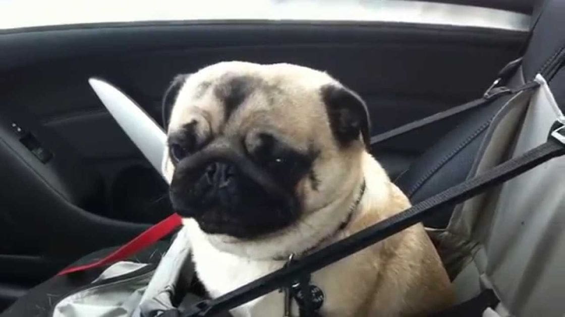 A pug with light brown fur and black markings rests in a car's interior during daytime.