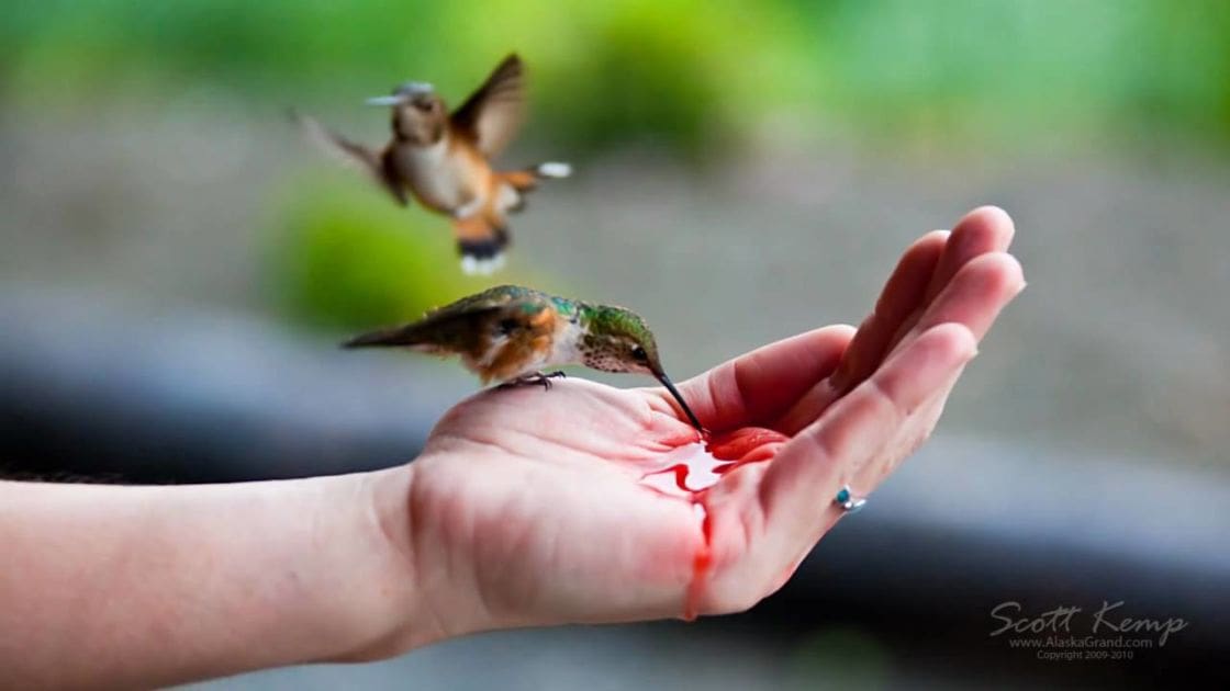 An adult female interacts with a hummingbird in an outdoor setting, surrounded by greenery and natural light.