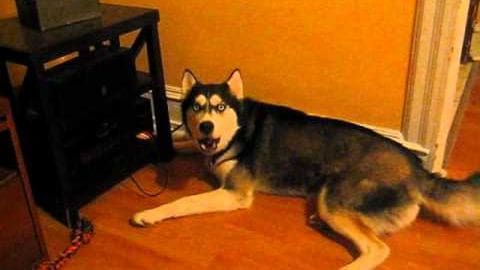 A Husky with black and tan fur stands indoors on a carpeted floor, near furniture and a door frame.