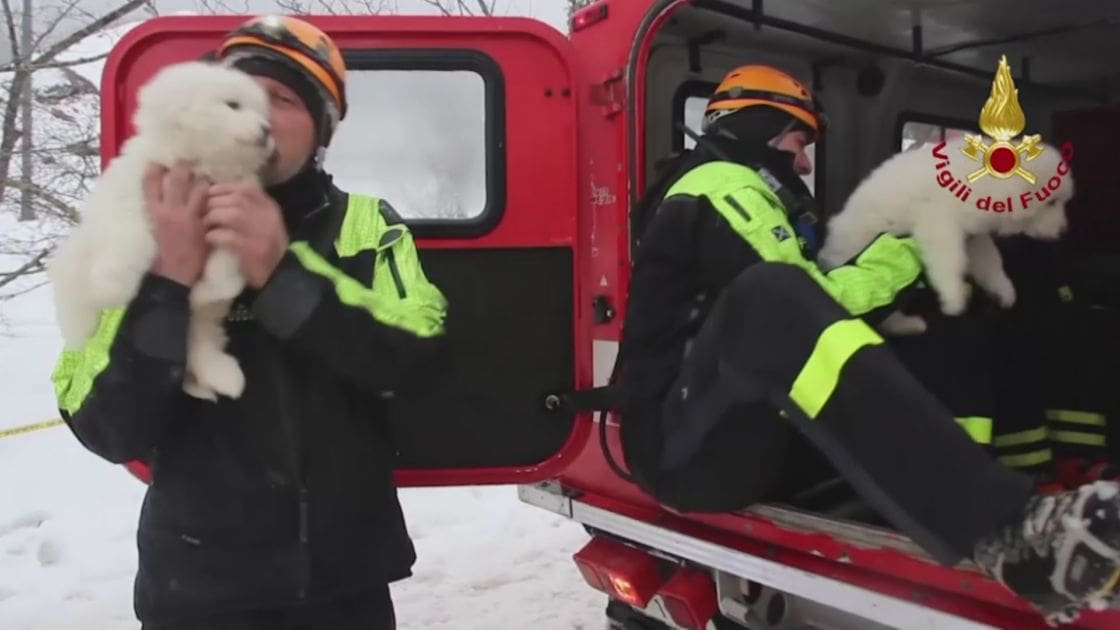 Rescue operation involving firefighters rescuing a Samoyed puppy in a snowy environment, with emergency response vehicles and overcast daylight.