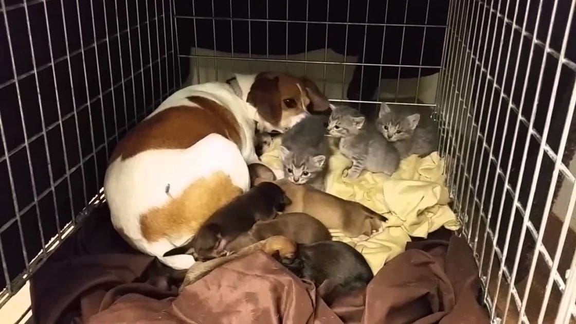 A beagle nursing multiple gray tabby kittens in a metal cage indoors, possibly at an animal shelter or private residence with nighttime lighting and brown, white, and gray dominant colors.