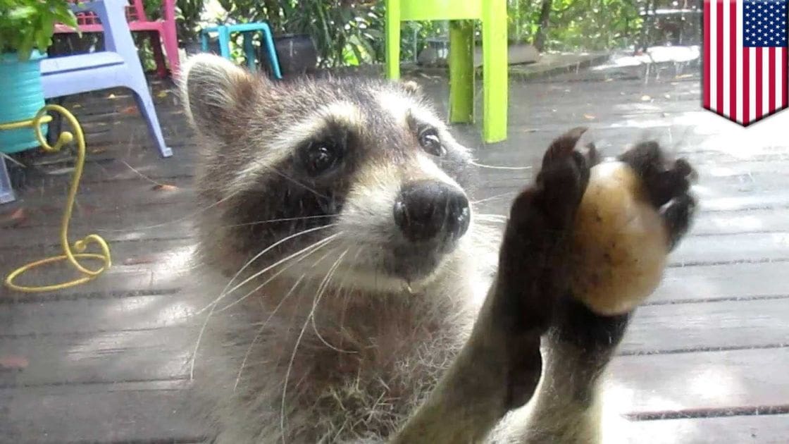 A raccoon with dark brown fur and white markings around its eyes and nose, holding up one paw as if waving or greeting someone in a backyard or patio area with colorful plastic chairs.