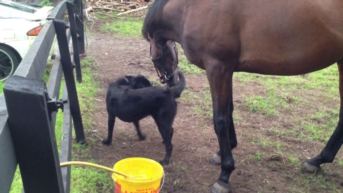 A dark brown horse with a black mane and tail nursing its small foal under the sun, near a yellow bucket labeled "Candy & Dust", in an outdoor farm setting during spring or summer.