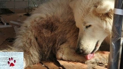 A Samoyed dog with long fluffy white fur and some brownish patches, likely indoors in a shelter or animal care facility during daytime.