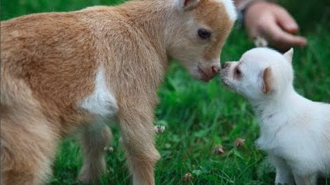 A calf and a small puppy interact in an outdoor grassy area with lush greenery, suggesting spring or summer under natural daylight.