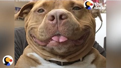 A light brown pit bull or pit bull mix dog with white markings around its chest indoors during daytime.