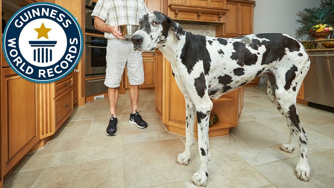 Great Dane dog with a black and white spotted coat in a kitchen setting with wooden cabinets and light-colored tiled flooring.