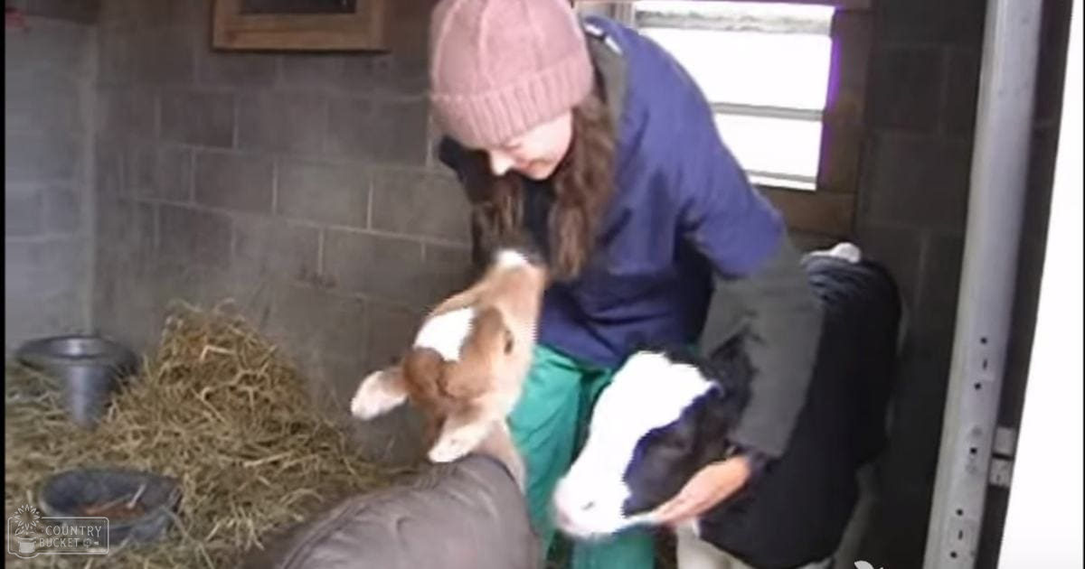 A woman in a dark blue jacket interacts with a brown and white Pembroke Welsh Corgi puppy in an animal shelter or kennel on a winter day, illuminated by natural light.