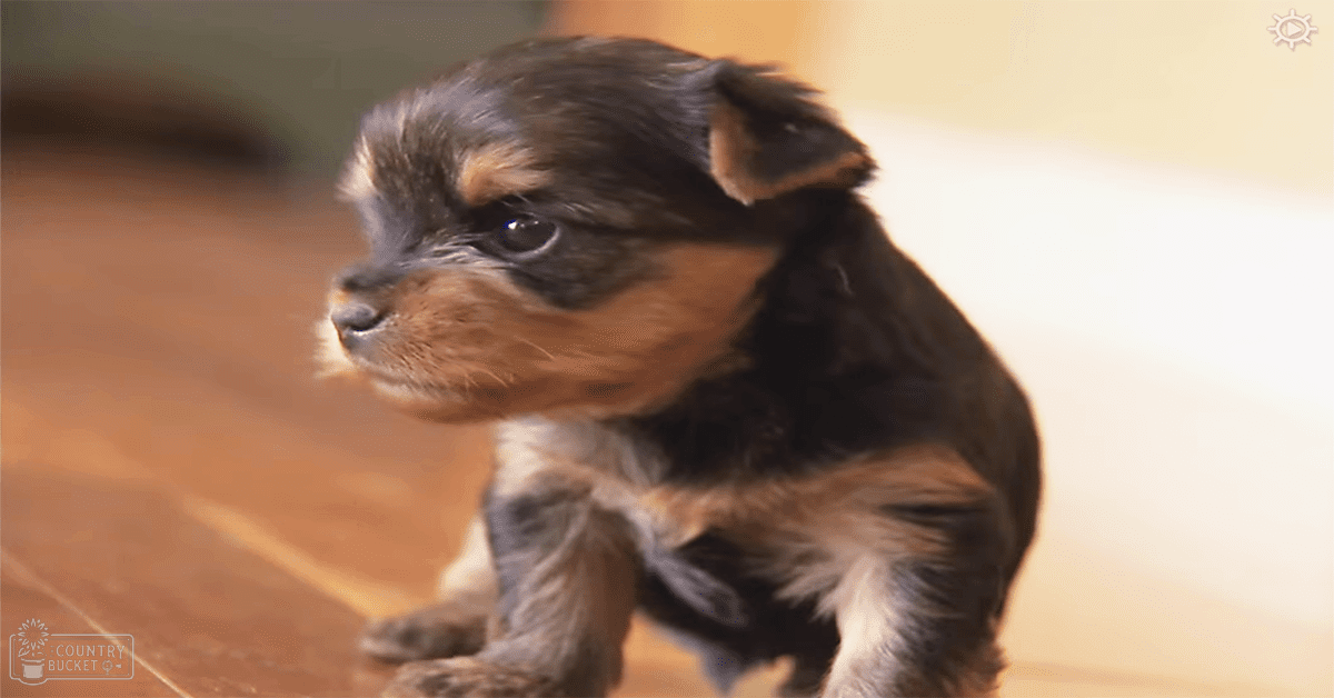 A small Yorkshire Terrier puppy with a fluffy coat marked in black and tan, indoors on a warm-toned background under natural daylight.