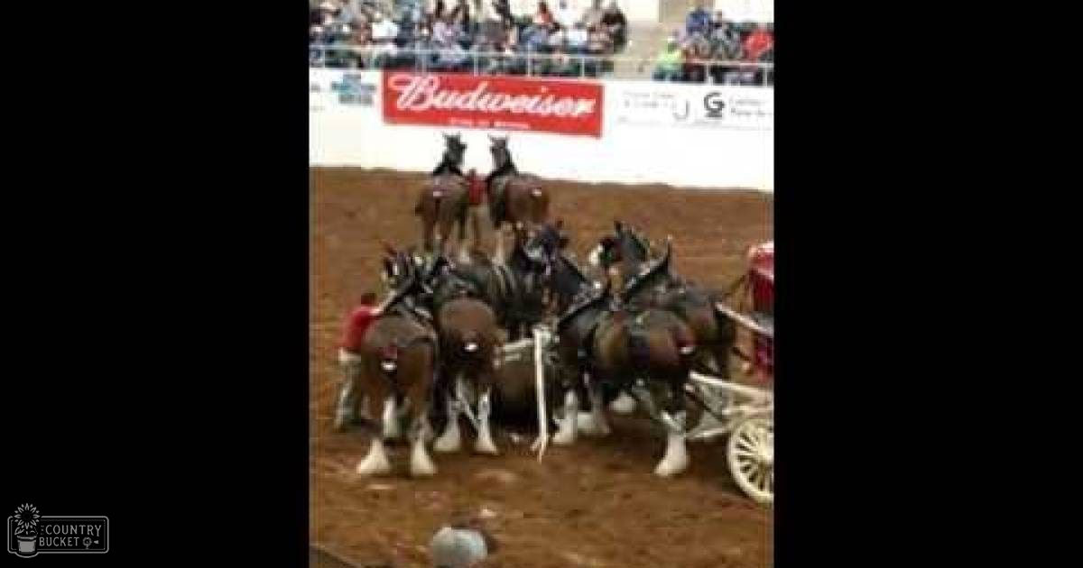 Adult male interacting with Clydesdale horses in an indoor arena setting, likely during a sponsored event by Budweiser.