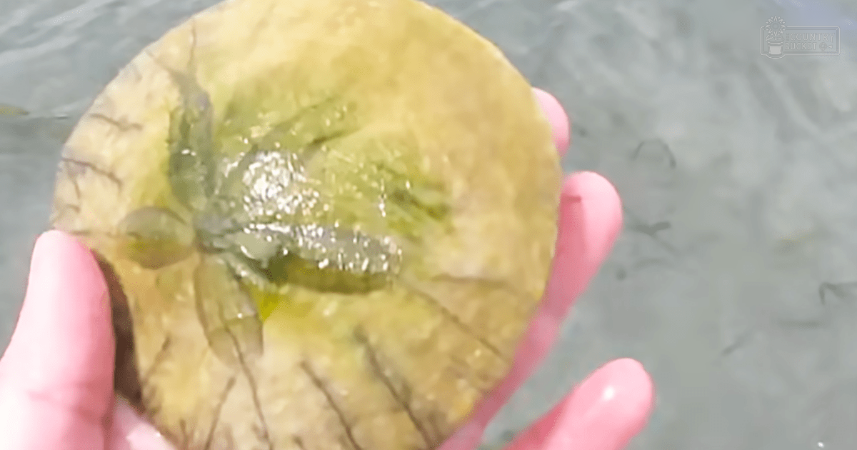 A close-up view of a sand dollar held by someone's hand over water near the shore, with green and beige tones dominating the scene.