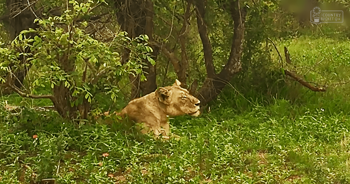 A lioness with light brown coat and dark markings in a forested area during spring or summer, soft daylight illuminating the scene.