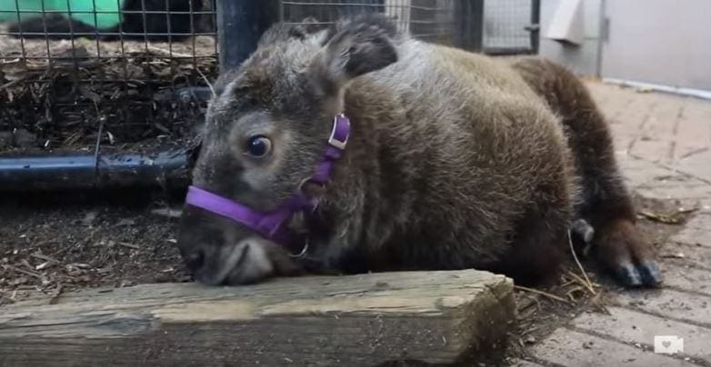 A young goat with a brown and white coat, wearing a purple collar, inside an enclosure with wooden logs, straw/hay on the ground, and part of an indoor structure in the background.