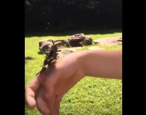 A child holds a small juvenile lizard with dark stripes on an outdoor grassy area.