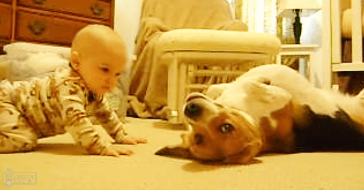 A Cocker Spaniel or similar breed dog with white and light brown coat, dark markings on face and ears, interacting with an infant wearing a camouflage-patterned onesie in a warmly lit indoor home setting.