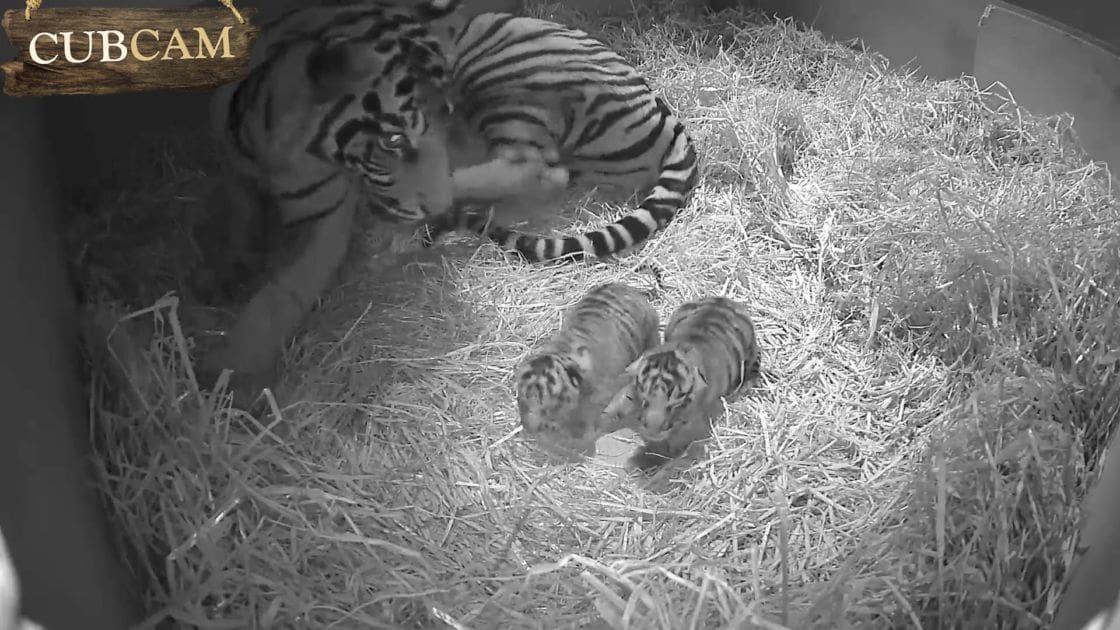 Three young tiger cubs in a hay-filled enclosure at what appears to be a zoo or wildlife sanctuary, with even artificial lighting.