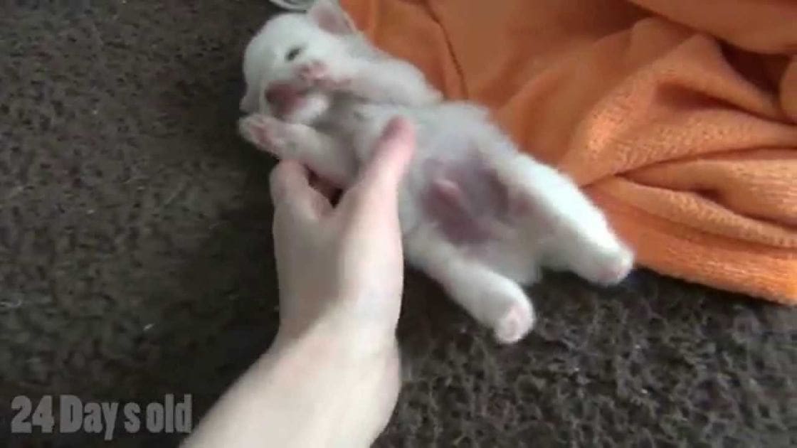 A small white kitten, likely a domestic shorthair breed, indoors on a dark carpeted floor with an orange towel partially visible in the background.
