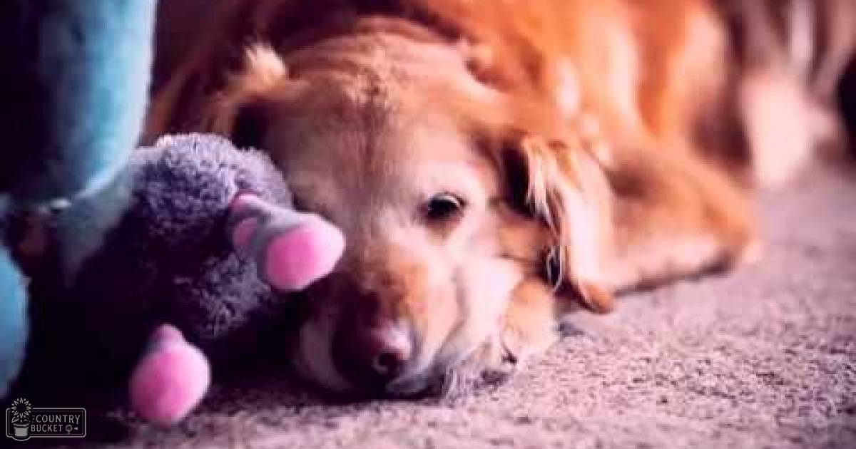 A golden retriever puppy with light brown fur lies on a carpeted floor indoors, basking in natural daylight.