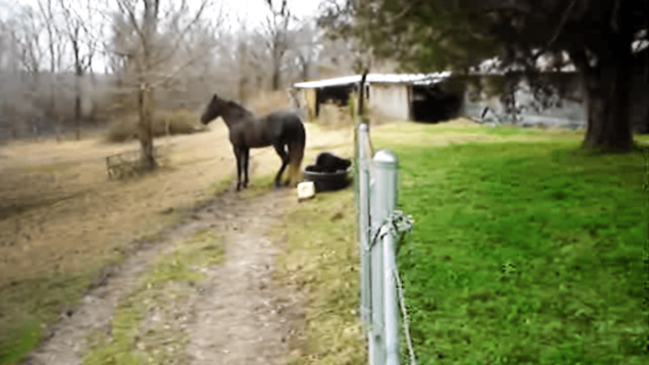 A dark-colored adult-sized horse with a short mane and tail stands in an outdoor rural setting with a metal fence post, black bucket on ground, hay bales, and part of what appears to be a barn or shed. The scene is set against muted greens, browns, grays, and dark tones typical of late fall or early spring.