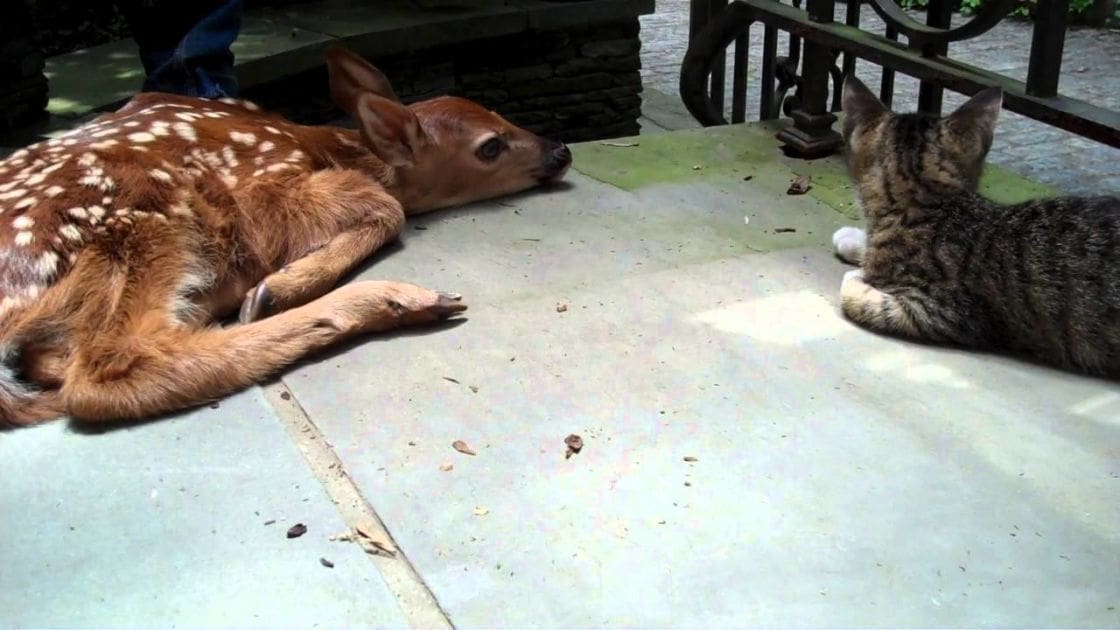 A fawn with light brown fur and white spots lies next to a tabby cat on a porch, surrounded by a stone wall and metal railing under bright daylight.