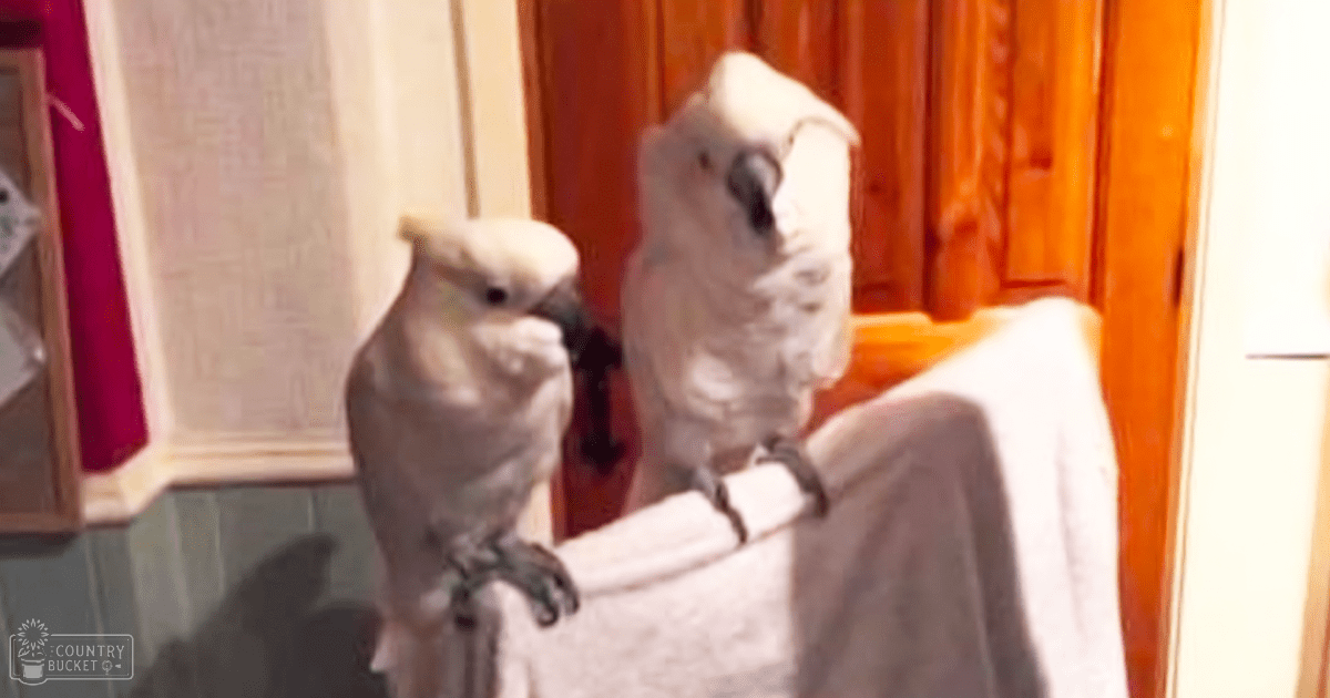 Two white cockatoos with grayish tones perched on a wooden chair in an indoor home setting, natural lighting, beige walls.