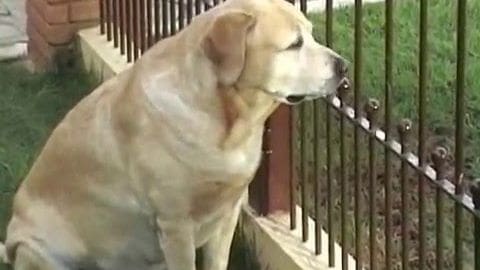 A large light brown Labrador Retriever in a residential outdoor setting with soft afternoon sunlight and greenery.